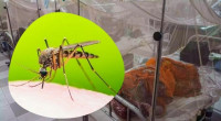 Dengue: One dies, 383 hospitalised in 24 hours